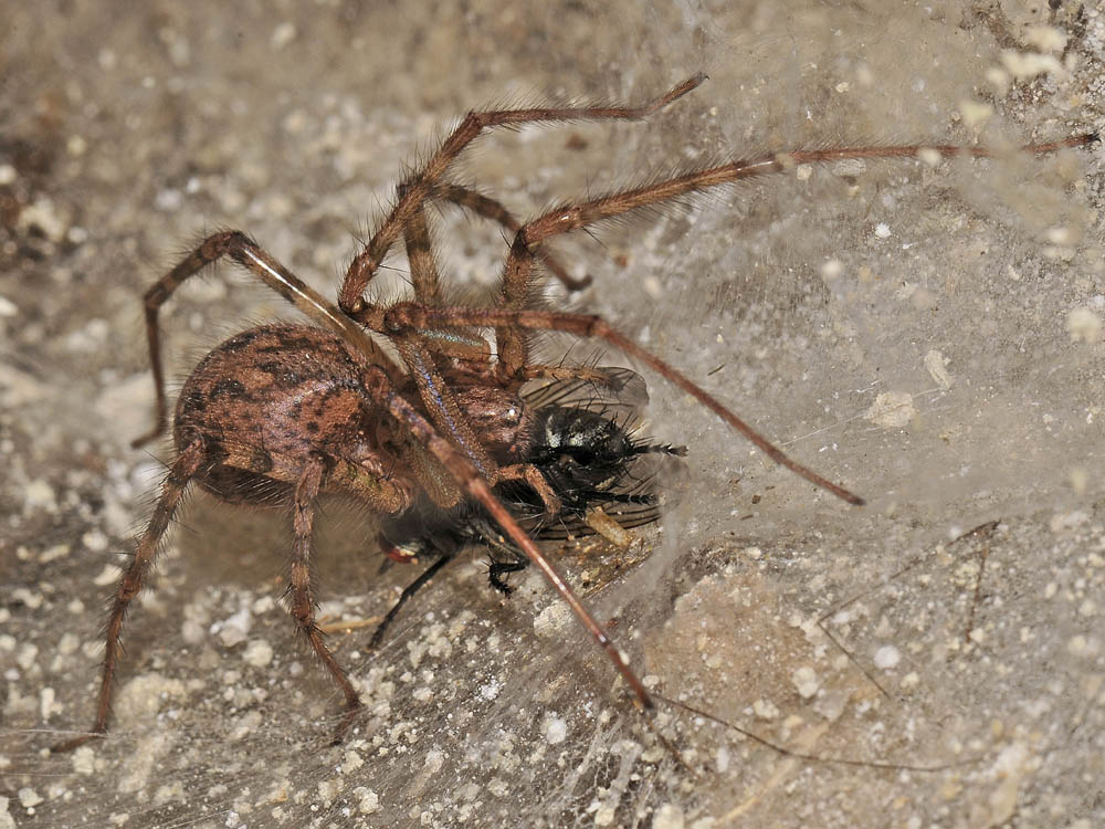 Ragno di galleria: Tegenaria parietina - Borrello (CH)